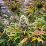 Grape Cake Feminized Hightide Seeds - Image 10