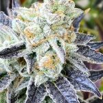 Grape Cake Feminized Hightide Seeds - Image 6