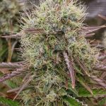 Grape Cake Feminized Hightide Seeds - Image 11