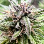 Shark Bite CBD 1-1 Ratio - Image 3