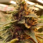Tropical Candy Feminized Hightide Seeds - Image 2