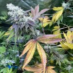 Tropical Candy Feminized Hightide Seeds - Image 4