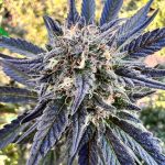 Shark Bite CBD 1-1 Ratio - Image 2