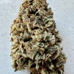 Freezeland Feminized Hightide Seeds - Image 4