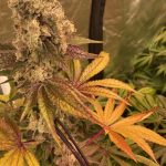 Tropical Candy Feminized Hightide Seeds - Image 6