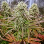 Grape Cake Feminized Hightide Seeds - Image 4