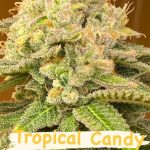 Tropical Candy Feminized Hightide Seeds - Image 3
