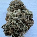 Freezeland Feminized Hightide Seeds - Image 3