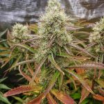 Grape Cake Feminized Hightide Seeds - Image 3