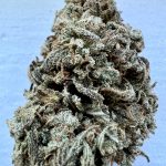 Freezeland Feminized Hightide Seeds - Image 2