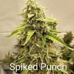 Spiked Punch Auto Hightide Seeds - Image 2