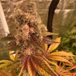 Tropical Candy Feminized Hightide Seeds - Image 5