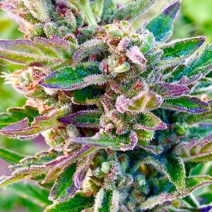 Banana Sherbert Auto Hightide Seeds