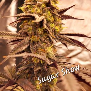 Sugar Show! The Violent Series. Feminized Taranatula Genetics
