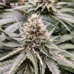 Gorilla Glue #4 Feminized Hightide Seeds - Image 4