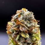 Gorilla Glue #4 Feminized Hightide Seeds - Image 3