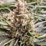 Gorilla Glue #4 Feminized Hightide Seeds - Image 5