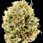 Freezeland Feminized Hightide Seeds - Image 8