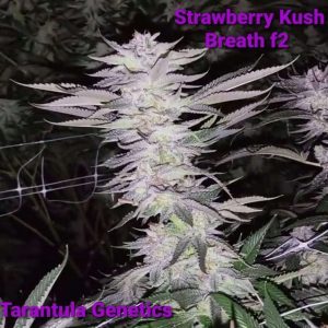 Strawberry Kush Breath F2 Reg Tarantula Genetics