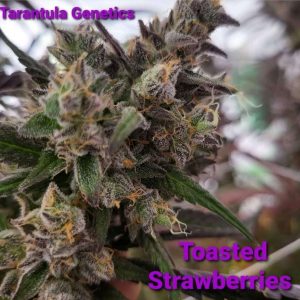 Toasted Strawberries Reg Tarantula Genetics