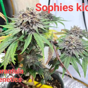 Sophies Kick Feminized Tarantula Genetics