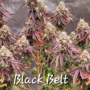 Black Belt Feminized Tarantula Genetics